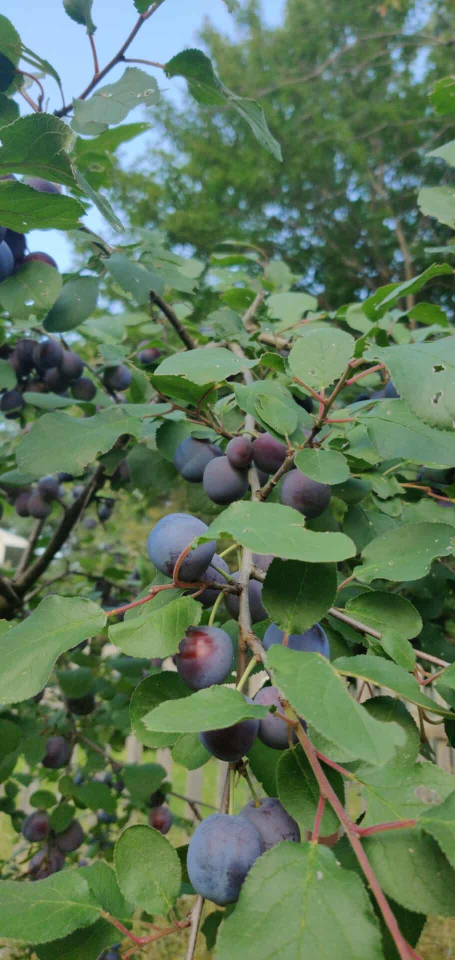 Sour as a Plum Can Be